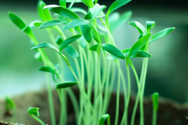 五谷健康养生，传统饮食的智慧与现代健康生活的结合