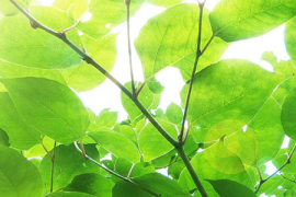 欧米伽维迦，未来的力量与智慧