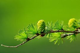 健康养生秘籍,活力四溢的生活从细节开始